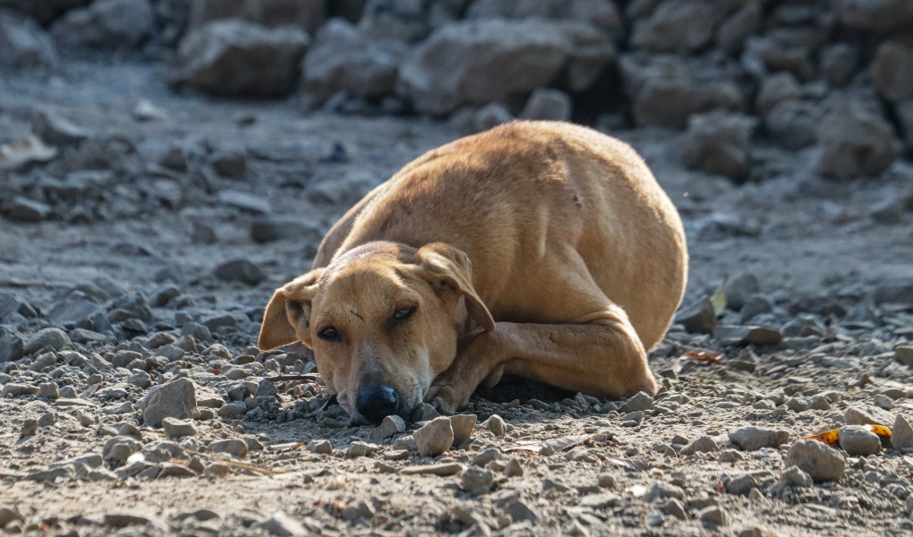 How Long a Dog Can Go Without Food