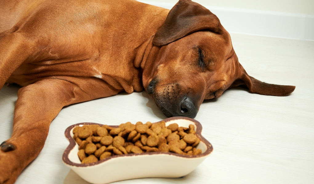 How Long it Takes for a Dog to Digest Food