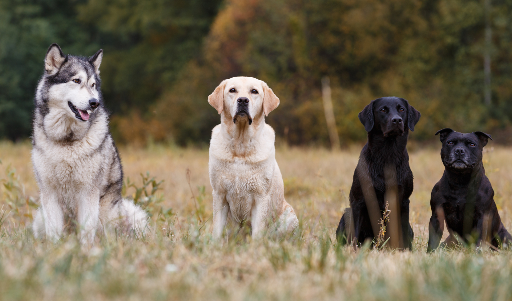 How to Choose the Best Dog Food for Your Breed