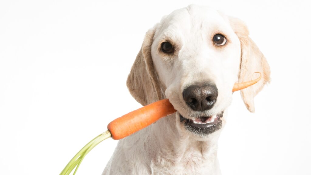 Organic Dog Food