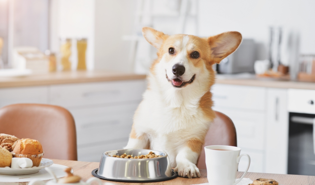 The Benefits of Organic Dog Food